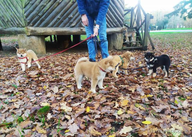 Sublimes Chiots Shiba Inu Pure Race