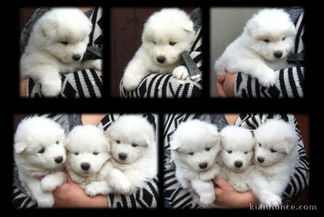 Magnifiques Chiots Samoyède Pure Race