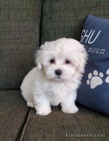 A Donner magnifique femelle bichon maltais 