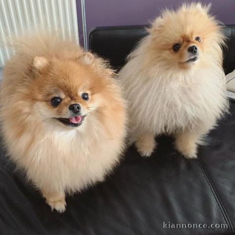 Adorables chiots spitz allemand à donner pour adoption..