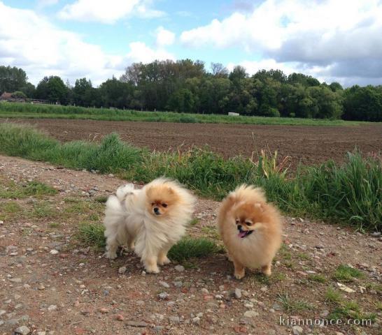 Je donne ces adorables chiots spitz allemand pour adoption..