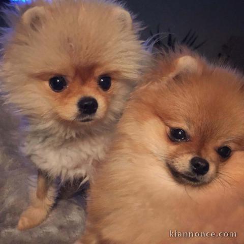 A donner adorables chiots spitz allemand pour adoption