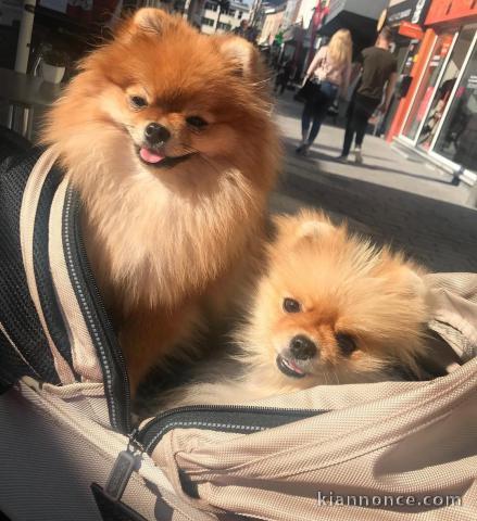 A adopter! Magnifiques et adorables chiots spitz allemand.