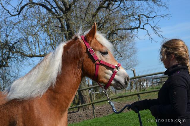 cheval haflinger disponible 