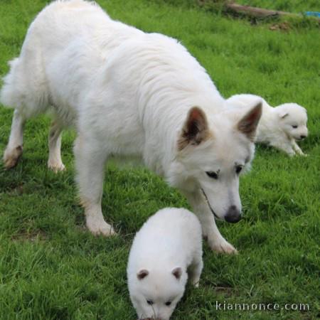 Sublimes Chiots Berger Blanc Suisse Pure Race