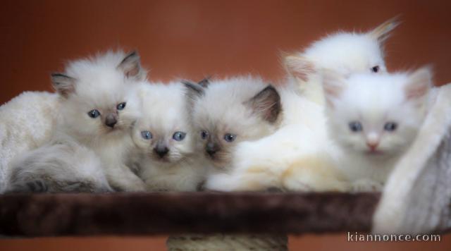 Magnifiques Chatons Sacré de Birmanie Pure Race Pedigree