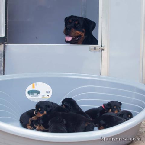 Magnifiques chiots Rottweiler Pure Race