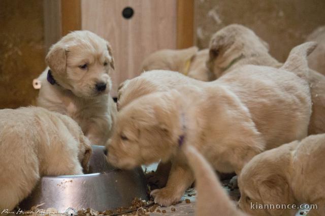 Magnifiques Chiots Golden Retriever Pure Race
