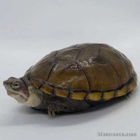 Tortue de boue jaune dispo