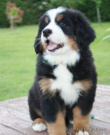 bouvier bernois disponible.....