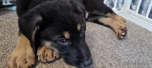  Beaux chiots de berger allemand prêts maintenant