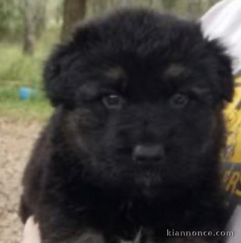 Superbes chiots berger allemand