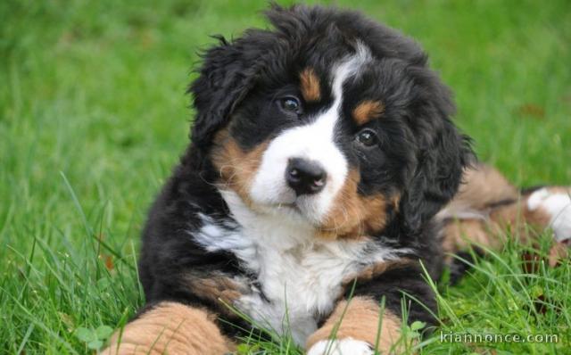 bouvier bernois disponible..