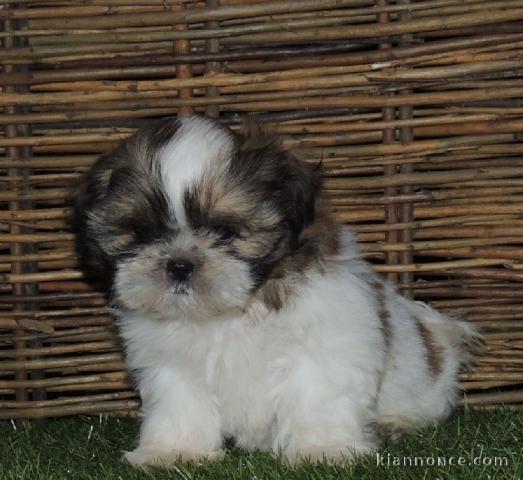 A donner Shih Tzu femelle non L.O.F