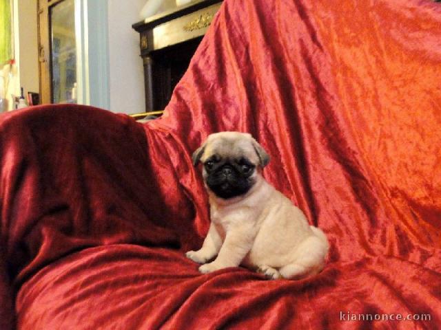 Donne chiot femelle carlin