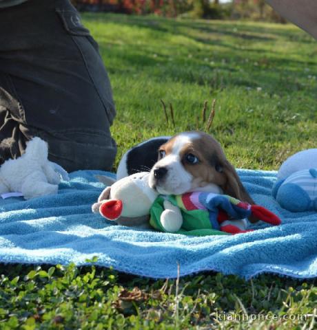 A donner beagle femelle non L.O.F