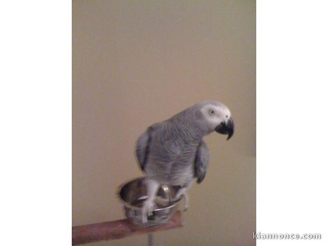Perroquet gris du Gabon 1 an + cage à donner