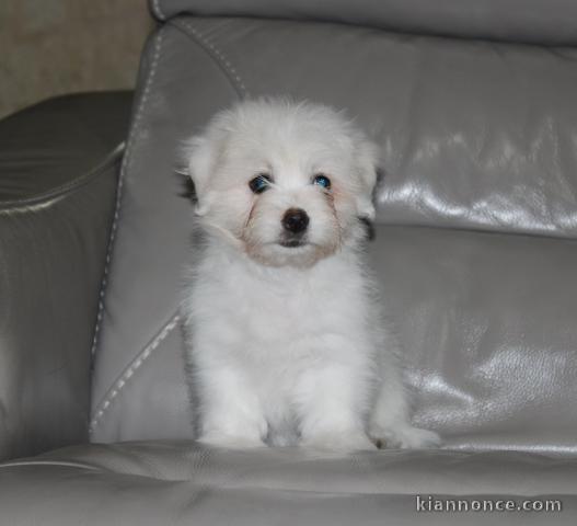 Magnifique  chiot Coton de Tuléar à donner