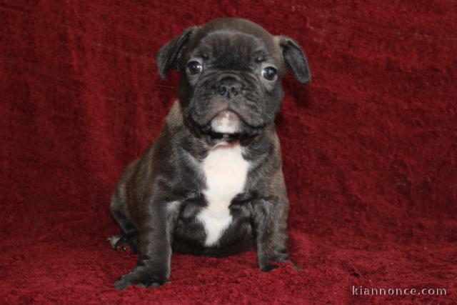 Magnifique  chiot Boxer à donner