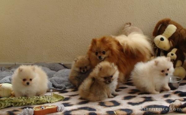 magnifique Spitz pomeranien