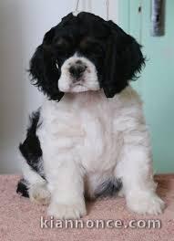 Magnifique  chiot  American Cocker à donner