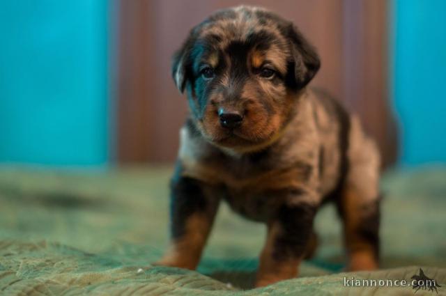 Magnifique  chiot Berger de Beauce à donner 