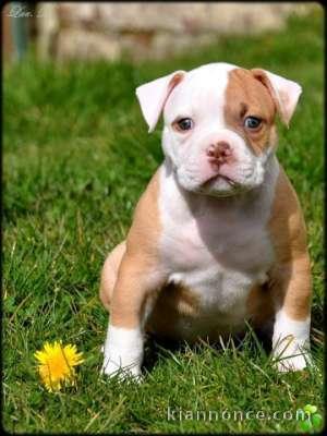 Magnifique chiot Bouledogue american à donner