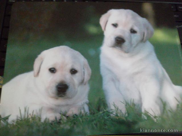 Magnifique chiot Labrador à donner