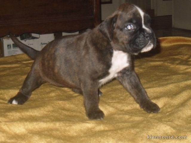 Magnifique chiot Boxer  à donner