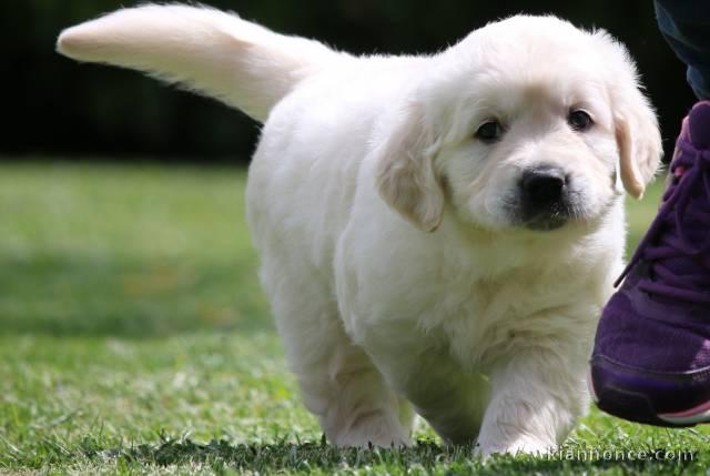 Magnifique  chiot golden retriever à donner 