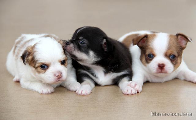 Superbes Chiots Chihuahua Pure Race Poils Courts Taille Standard
