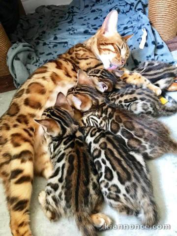 Magnifiques chatons Bengal a donner