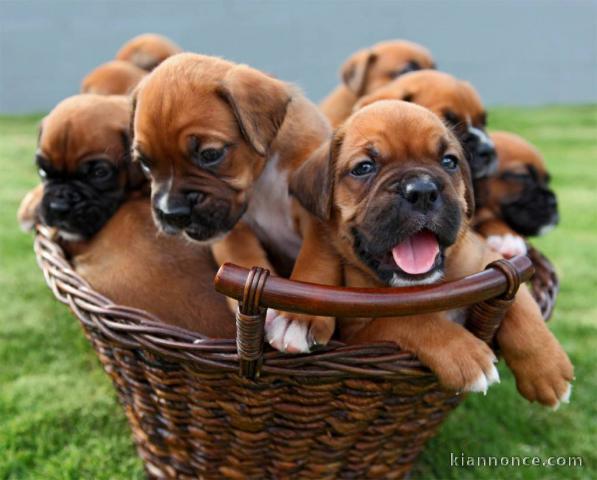 Magnifiques Chiots Boxer Pure Race