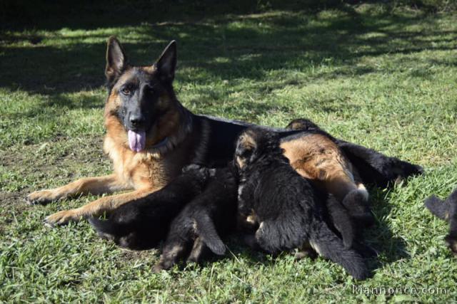  Magnifiques Chiots Berger Allemand Pure Race