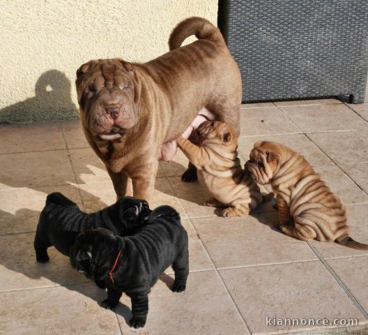 Magnifiques chiots de Shar Pei Pure Race