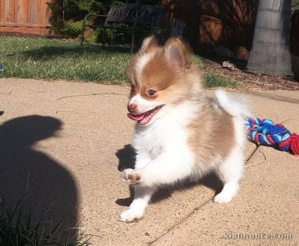 Loulou de Poméranie à donner