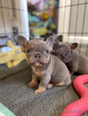 2x beaux chiots bouledogue français