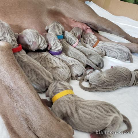 à donner contre bon soin 