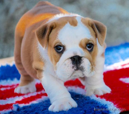 chiot buldog anglais disponible