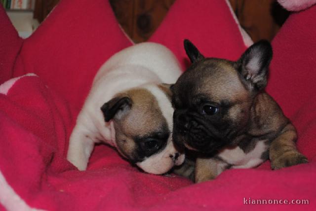 chiots Bouledogue Français disponibles