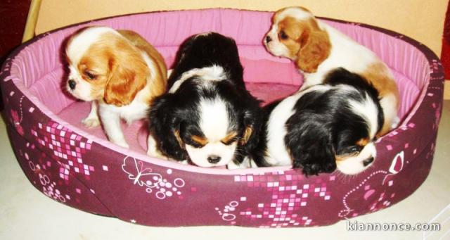 Cavalier King Charles dispos