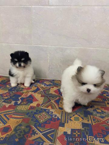 A donner chiots Spitz Allemand