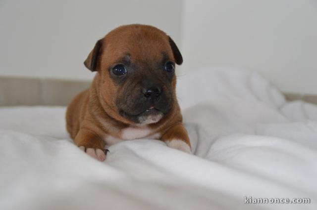 MAGNIFIQUE CHIOTS  Staffordshire Bull Terrier A DONNER