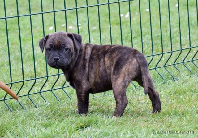 CHIOTS  Staffordshire Bull Terrier A DONNER
