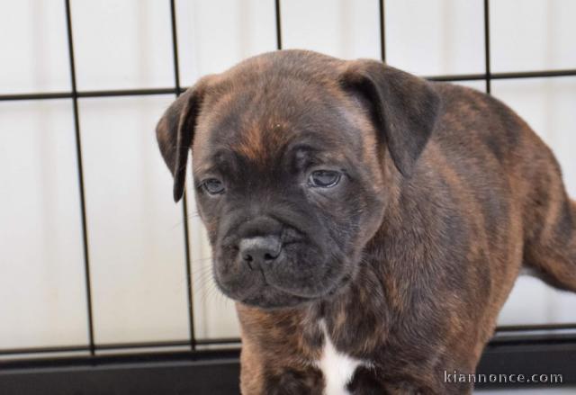 JOLIS CHIOTS  Staffordshire Bull Terrier A DONNER