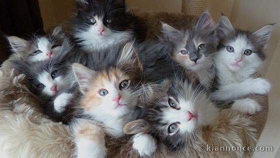   Adorables Chatons Norvégiens Pure Race