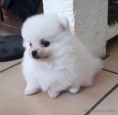 A donner chiots splitz nain 