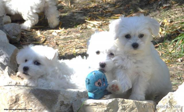 Chiots bichon maltais disponibles