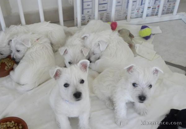 Chiots westie inscrits au lof
