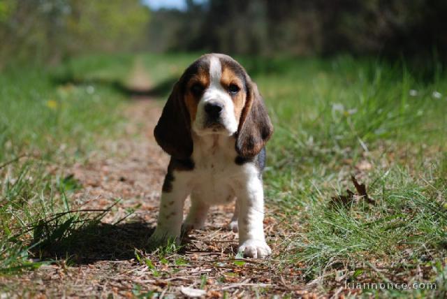 chiot Beagle  a donner